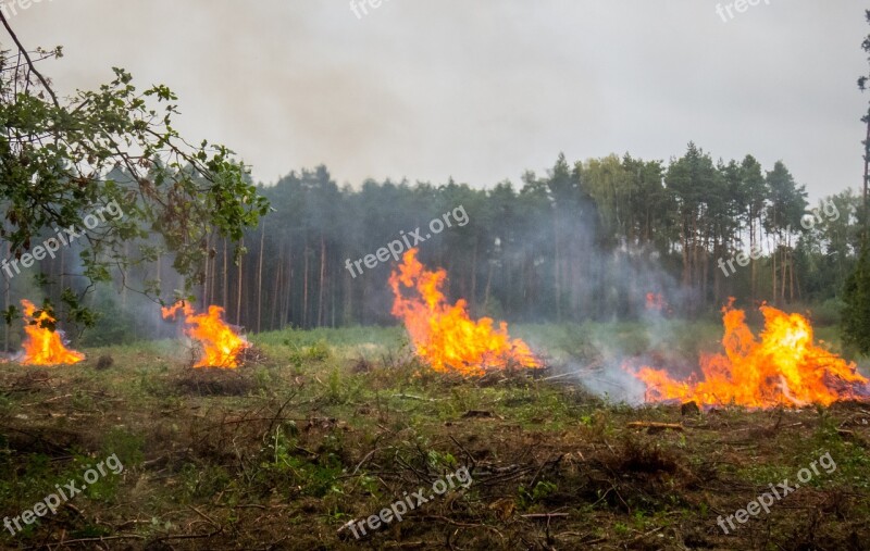 Campfire Forest Meadow Fire Large