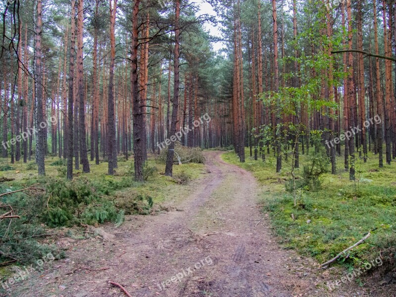 The Path Forest Coniferous Forest Way The Road In The Forest