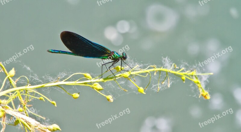 Dragonfly Insect Demoiselle Evening Green