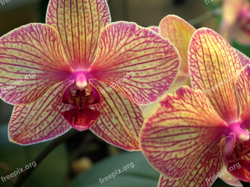 Orchid Flower Plant Orchidea Decorative