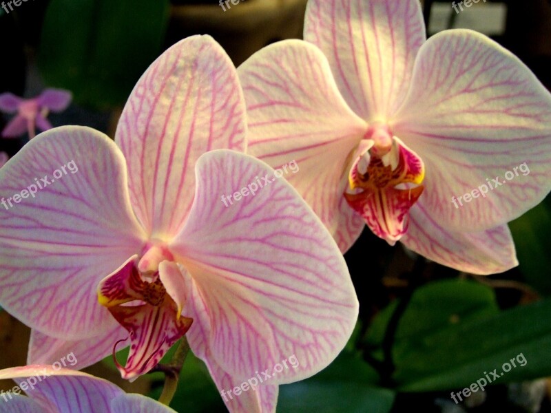 Orchid Flower Plant Orchidea Decorative