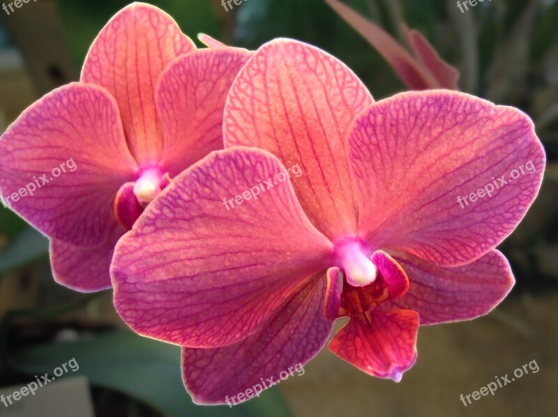 Orchid Flower Orchidea Plant Decorative