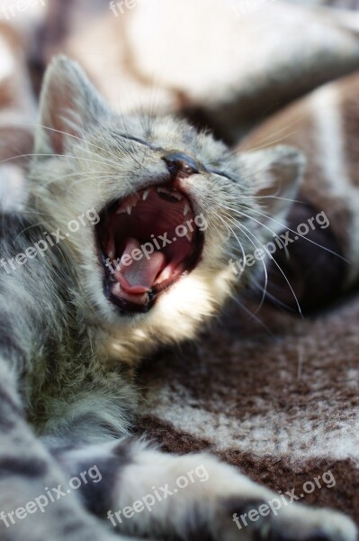 Yawn Dart Kitten A Member Of The Family At The Court Of