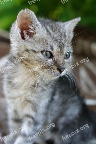 Dart Kitten A Member Of The Family Grass At The Court Of