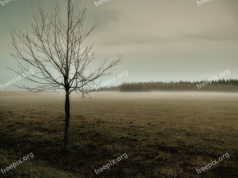 Fog Meadow Autumn Nature Landscape