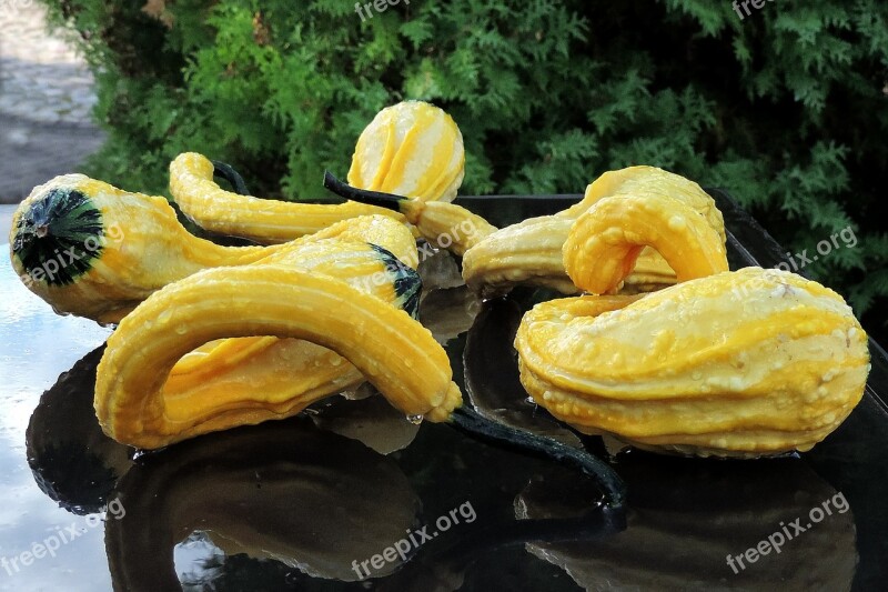 Pumpkins Yellow Drip Water Drop Of Water