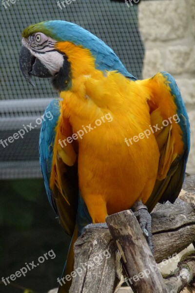 Parrot Looking Away Macaw Nature Animal