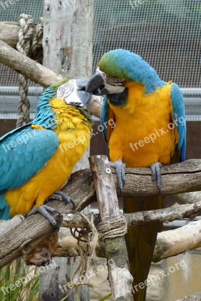 Kissing Birds Parrots Kiss Love