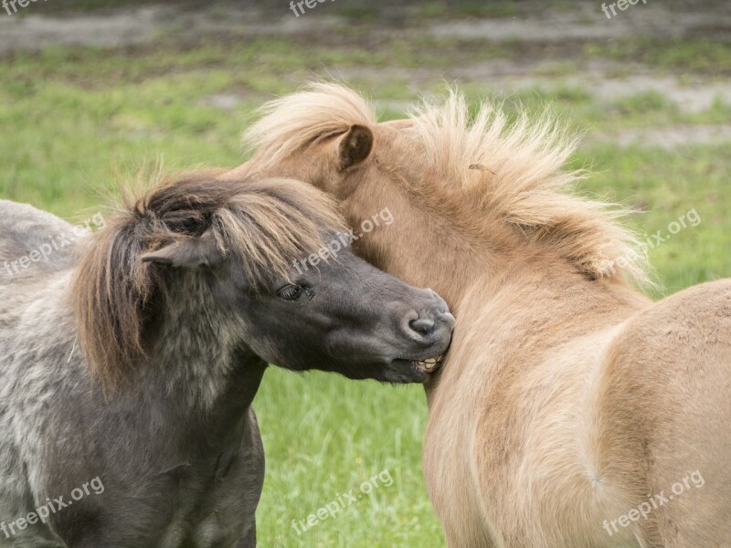 Horses Miniature Playing Horse Ranch