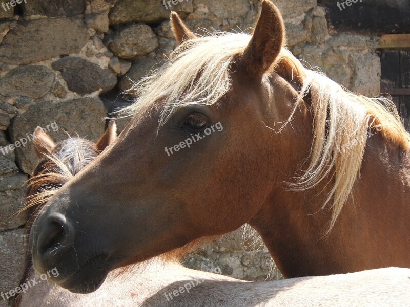 Horse Head Horse Head Foal Heads