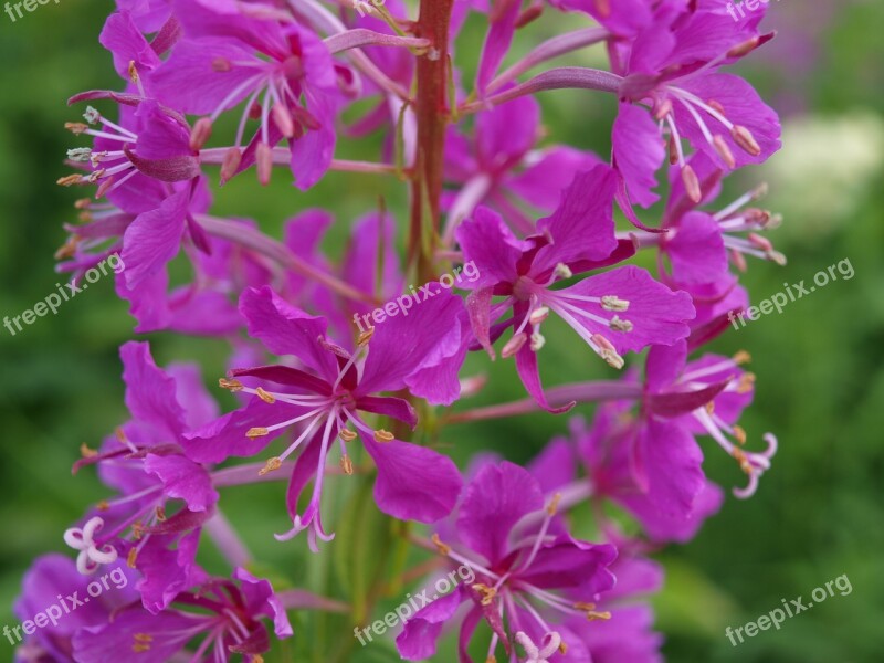 Epilobium Evening Primrose Greenhouse Pink Purple Epilobium Angustifolium