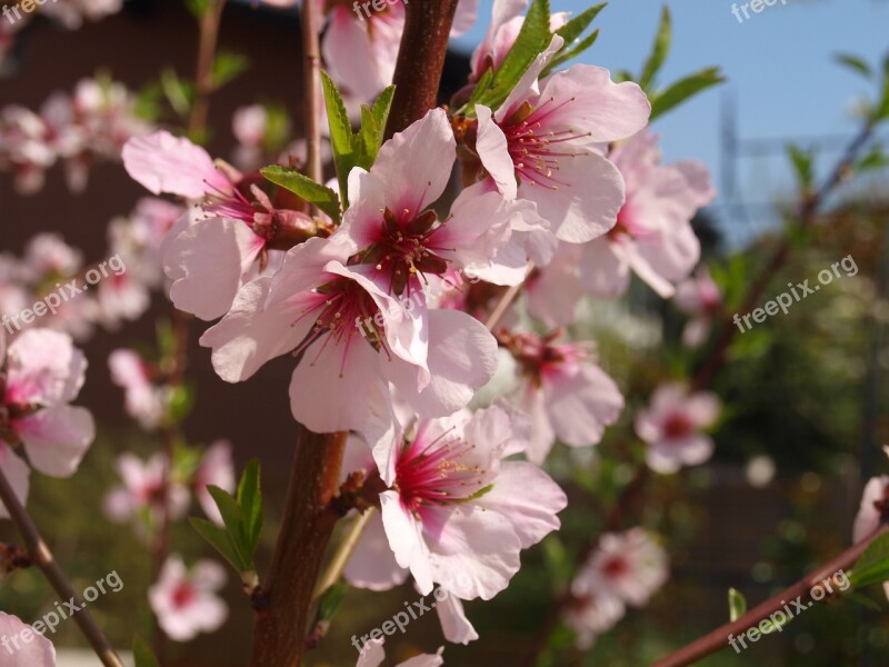 Almond Blossom Almond Tree Almond Spring Pink