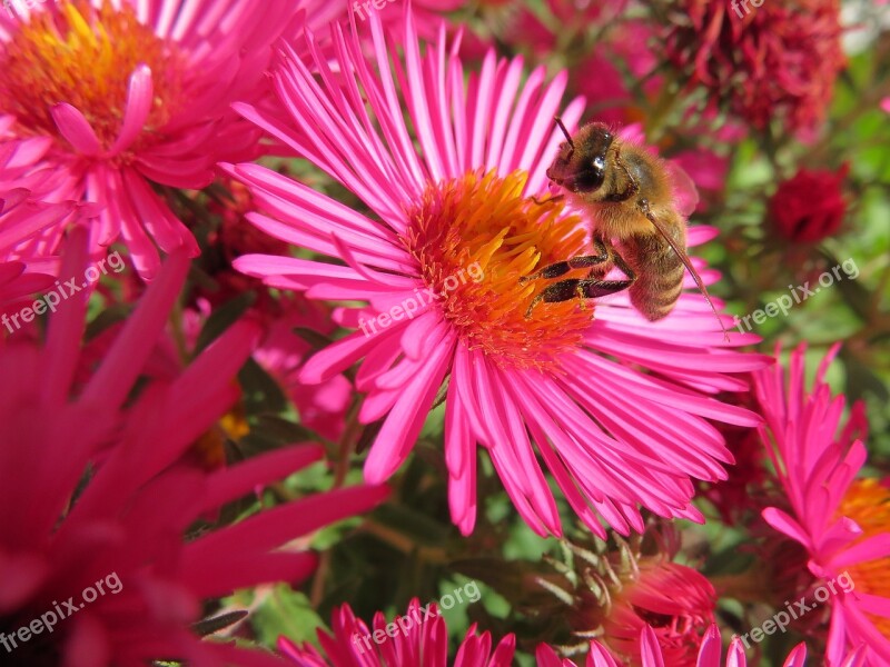 Bee Herbstaster Autumn Honey Bee Aster