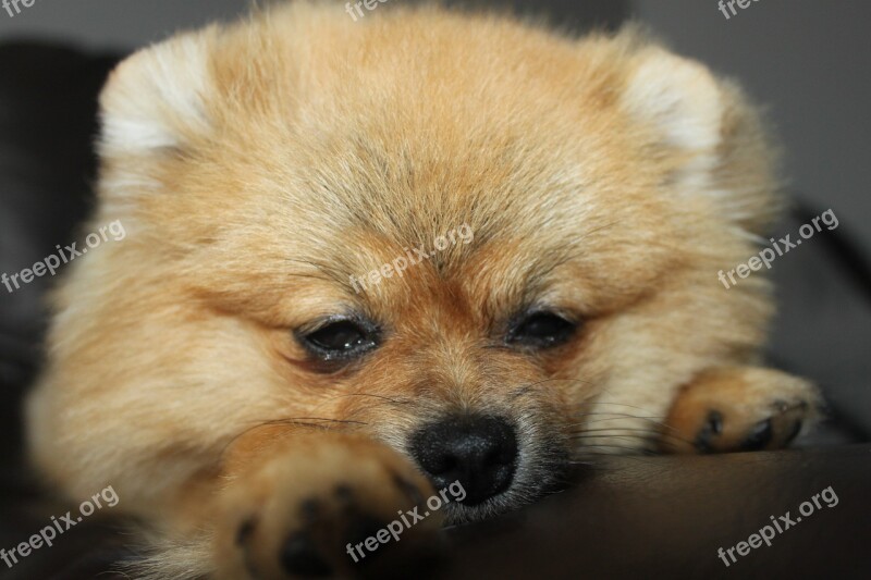 Pomeranian Spitz Miniature Dog Dog House Free Photos