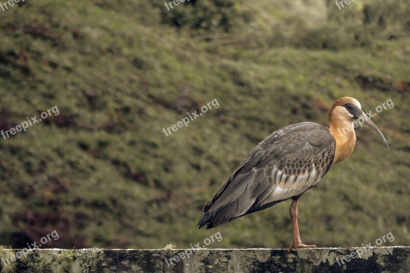 Curucaca Bird Interior Paige Free Photos