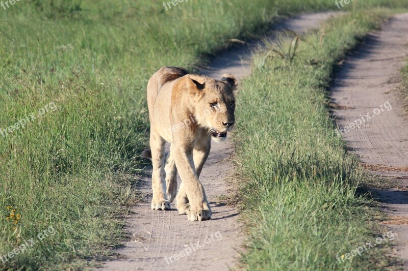 Lioness Wild Life Predator Walk Dirt Road