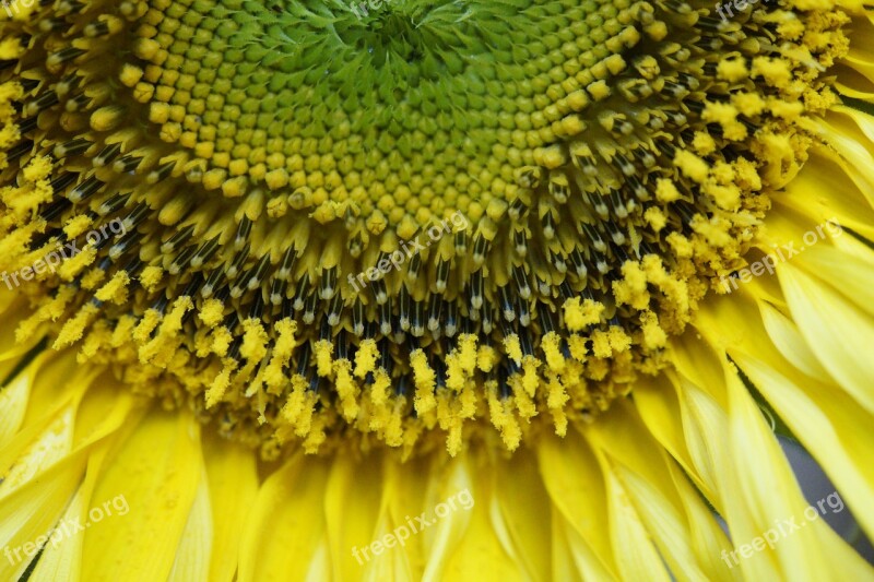 Sunflower Macro Close Up Pollen Inner