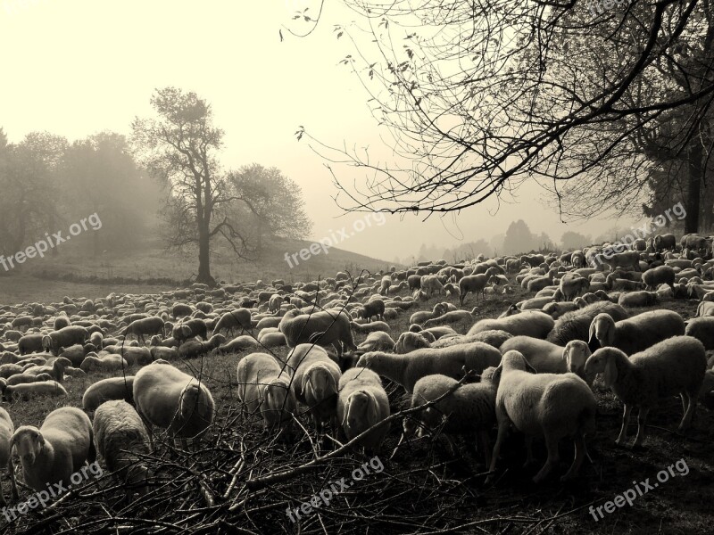 Flock Dark Sheep Animals Trees