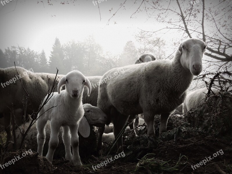 Lamb Sheep Flock White Black Fog