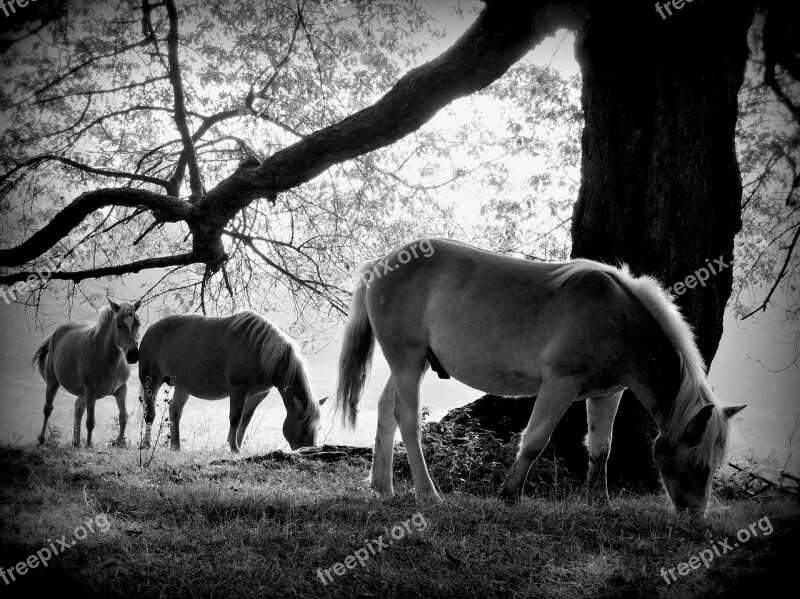 Trunk Horse Equine Animal Free Photos