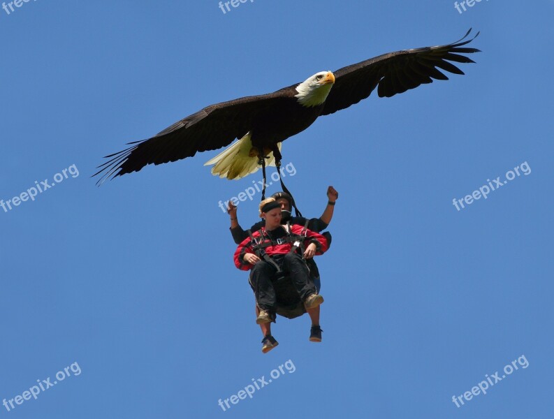 Freedom Eagle Sky Skatebirding High