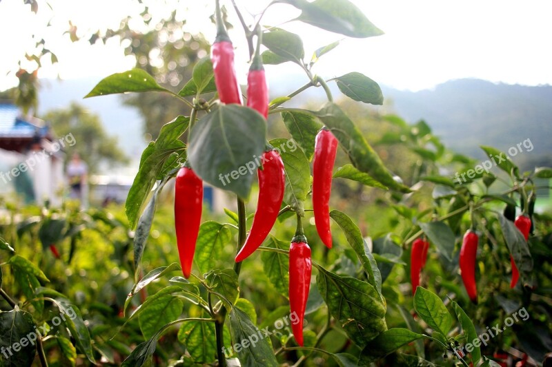 Pepper Hot Pepper Vegetables Vegetable Pepper Field