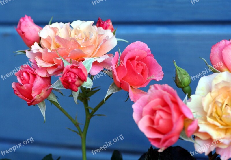 Flowers Roses Stems Leaves Garden