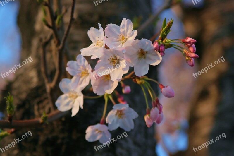 Yoshino Cherry Tree Cherry Blossoms Flowers Pink Faint Pink