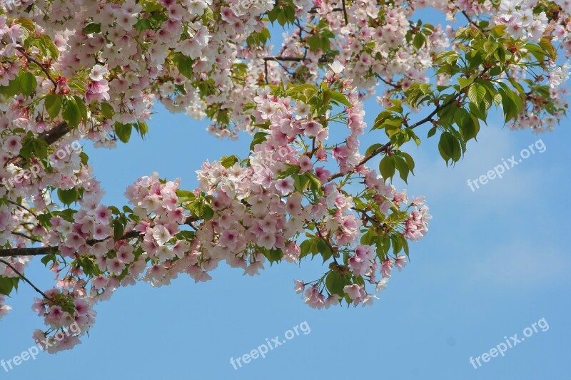 Wild Cherry Cherry Blossoms Flowers Pink Faint Pink