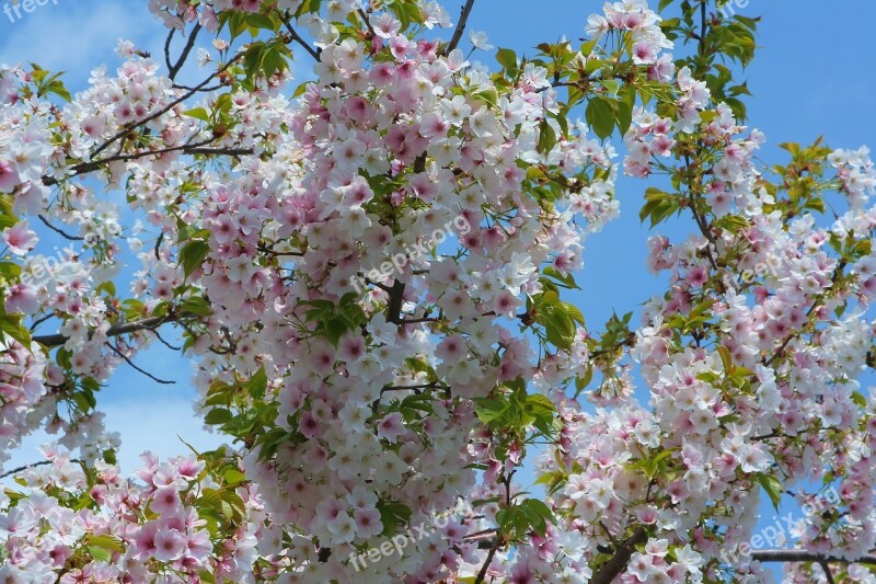 Wild Cherry Cherry Blossoms Flowers Pink Faint Pink