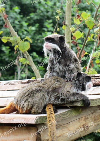 Emperor Tamarin Monkey Mustache Little Monkey Monkeys