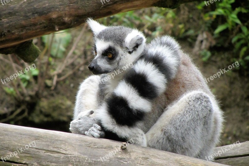 Zoo Ring-tailed Lemur Monkey Long Tail Black White