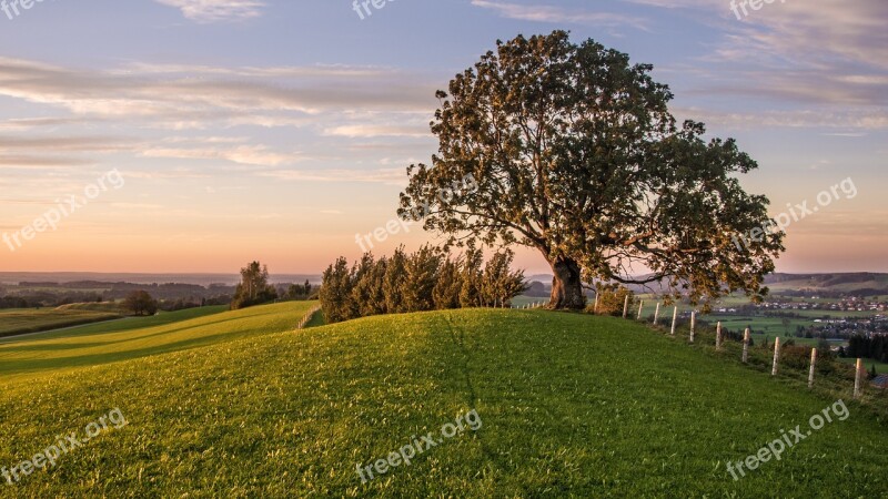 Tree Hill Grass Wide Rural