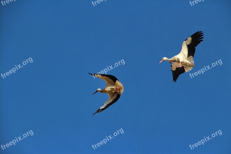 White Storks Flying Freedom African Birds Blue Sky