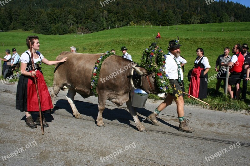 Cow Wreath Beef Allgäu Bavaria Almabtrieb