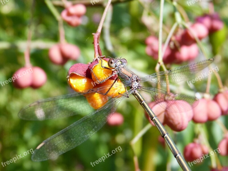 Dragonfly Bins Bridesmaid Female Spindle Insect