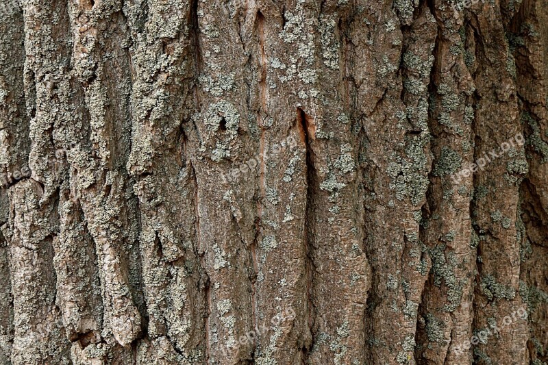 Tree Tree Bark Poplar Bark Free Photos