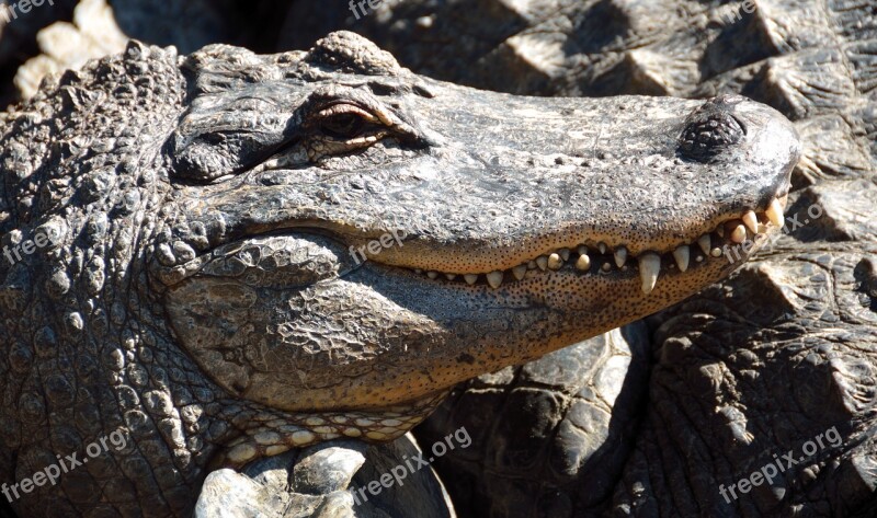 Alligator Reptile Close Up Head Scary