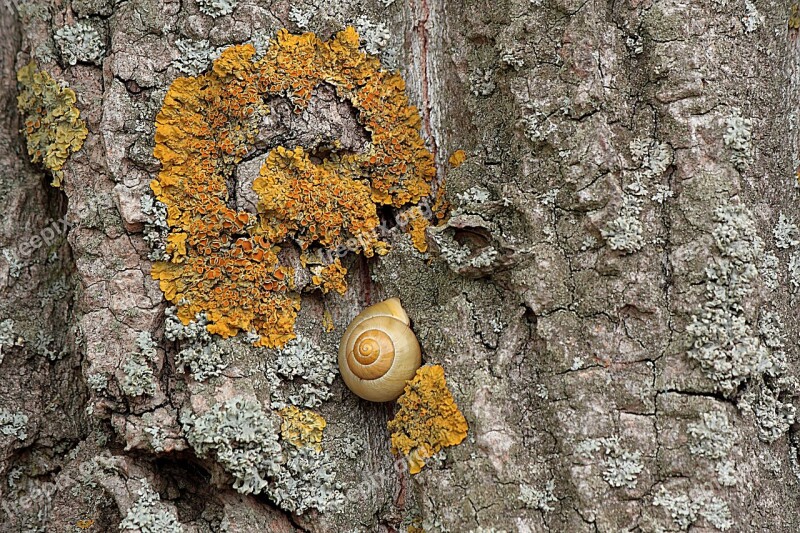 Tree Tree Bark Log Tribe Bark