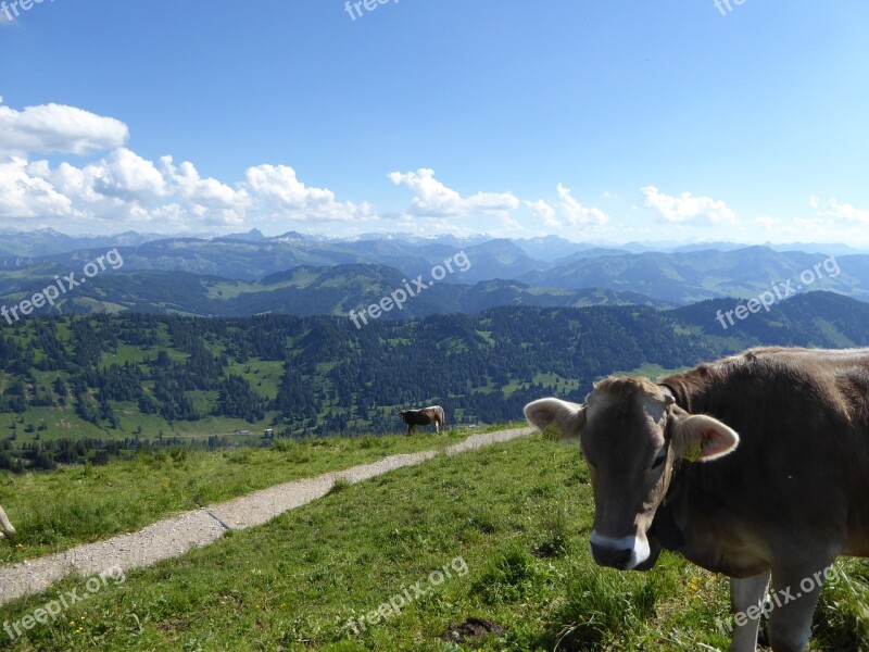 Cow Mountains Allgäu Mountain Cow Alpine