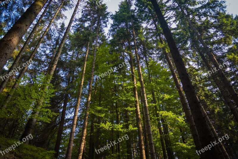 Forest The Giant Mountains Nature Mountains Trees