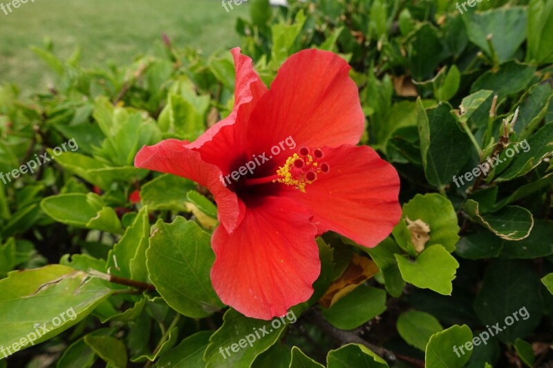 Flower Red Green Flowers Macro Nature