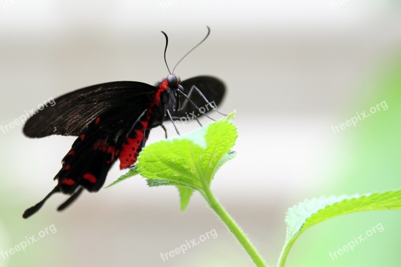 Butterfly Flying Insect Wing Lepidoptera