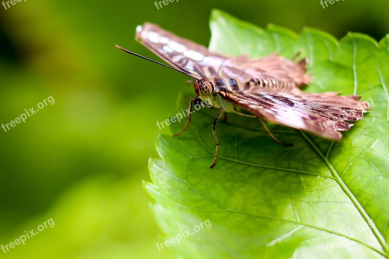 Butterfly Leaf Green Animal Insect