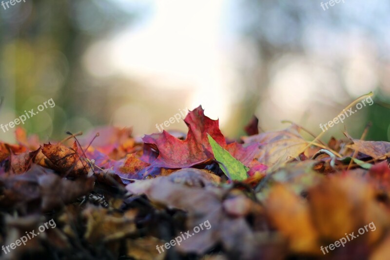 Autumn Leaves Fall Foliage Nature Forest