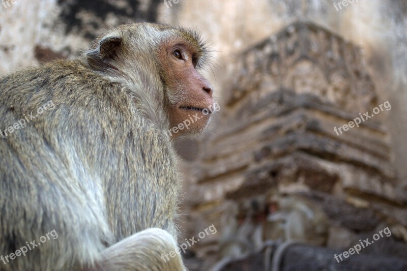 Monkey Macaque Animals Nature There Are No Residential