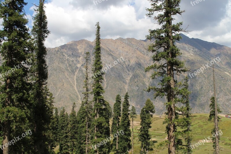 Nature Tree Mountains Forest Natural