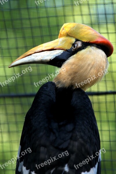 Hornbill Zoo Rotterdam Blijdorp Free Photos