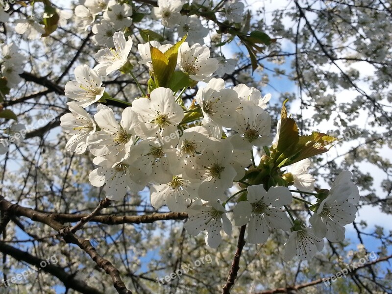 Cherry Blossoms Flowers Flowering Twig White Spring