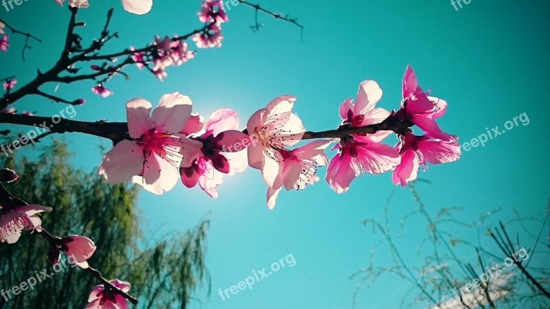 Nature Flowers Life Freedom Open Air